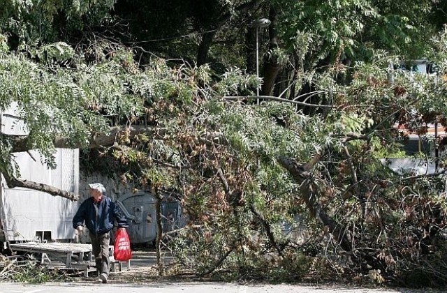 40-годишно дърво падна върху къща на ул. Неофит Рилски в Плевен