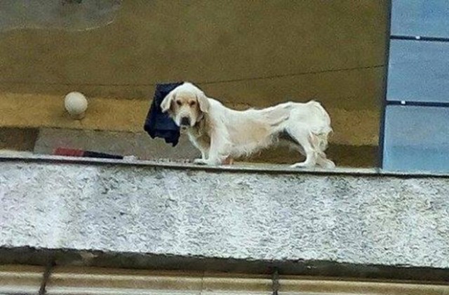Спасиха затворените на балкон кучета
