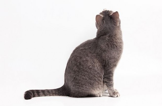 Котка, родена без клепачи, стана интернет сензация (СНИМКИ)