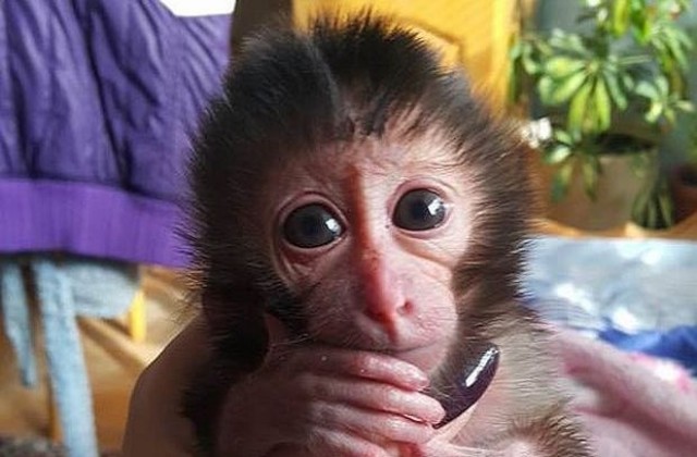 Запознайте се с маймунчето Алф от софийския зоопарк (СНИМКИ)