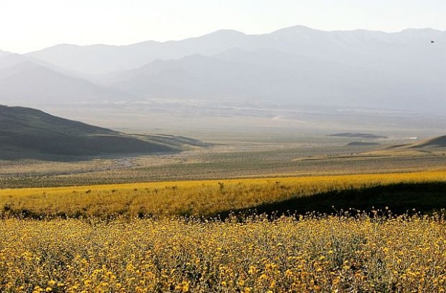 Долината на смъртта в САЩ разцъфтя (СНИМКИ)