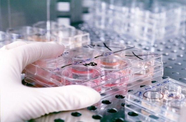Учени създадоха миша сперма в лаборатория