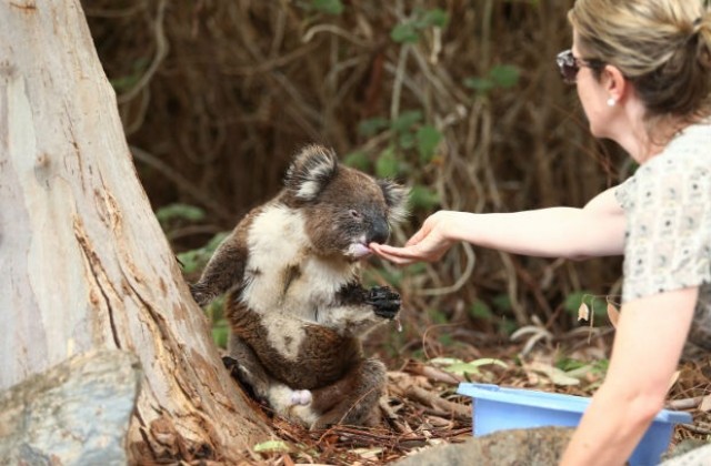Най-възрастната коала в Северна Америка празнува рожден ден