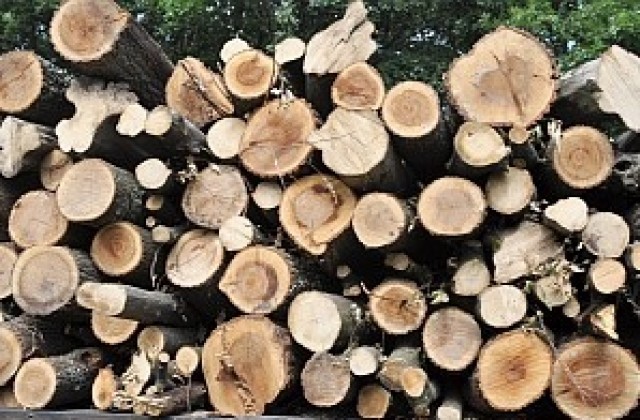 Близо 40 000 кубика дърва са изсечени в Разградско от октомври насам