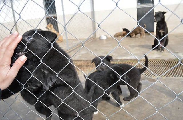 Голям интерес към приюта за кучета във Видин