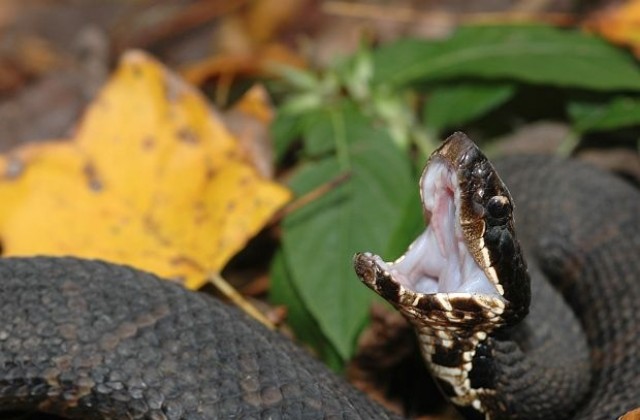 Нов рекорд по скоростна атака в царството на змиите
