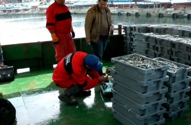 Агенцията по рибарство и аквакултури конфискува над половин тон калкан