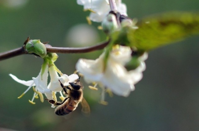 Българи спасяват пчелите с „умни кошери