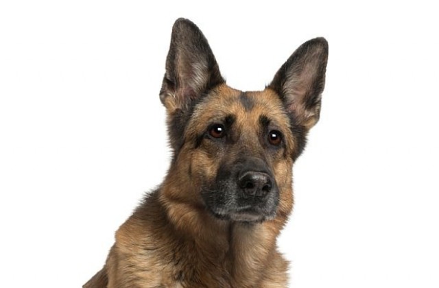 Куче, загубило лапа в Афганистан, получи медал за храброст (СНИМКИ)
