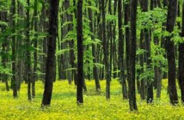 2100 хектара гора край Крушари стават уникален демонстрационен учебен обект
