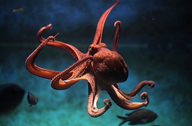 Малък октопод извърши перфектното бягство от аквариума (СНИМКИ)