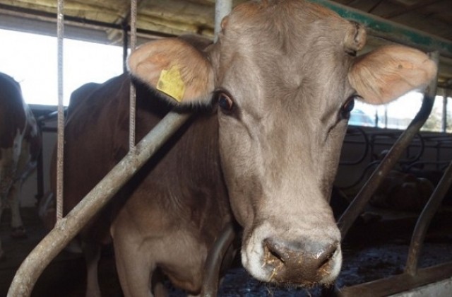 Забраниха движението на едър добитък заради новата зараза