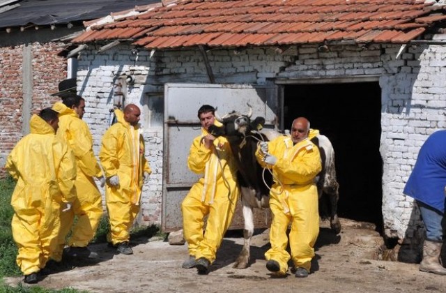 31 крави в с. Радиево- новите жертви на заразния дерматит