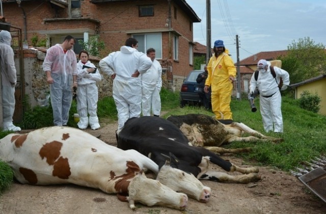 Фермери на протест заради умъртвяването на кравите с дерматит