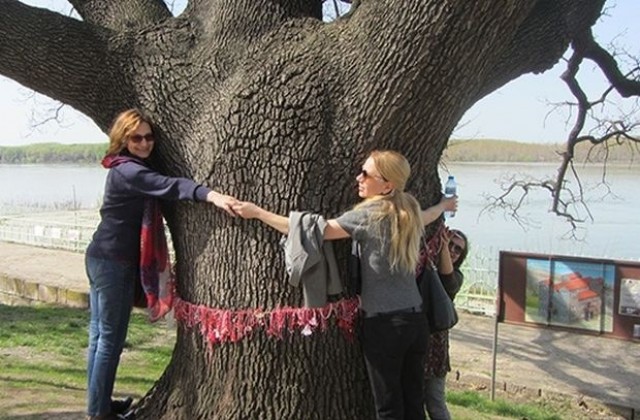 Старият дъб от Силистра остана шести в конкурса Европейско дърво на годината