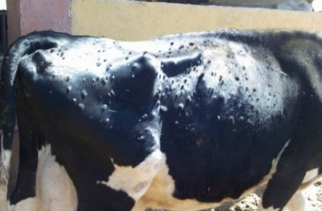 Засилват контрола върху местата за продажба на животни в община Кочериново, мерки срещу нодуларен дерматит