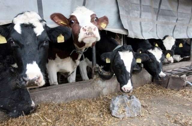 Строги мерки за мляко и месо заради заразата по животните