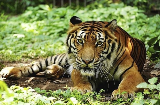 В зоопарк в Норвегия нахраниха тигрите си с обезглавена зебра