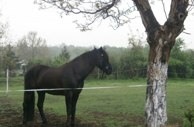 „Кентавър – Русе“ ни кани да опознаем света на конете