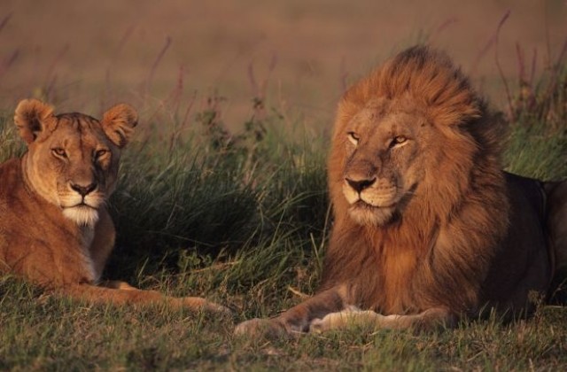Връщат в Африка лъвове, спасени от циркове в Перу и Колумбия