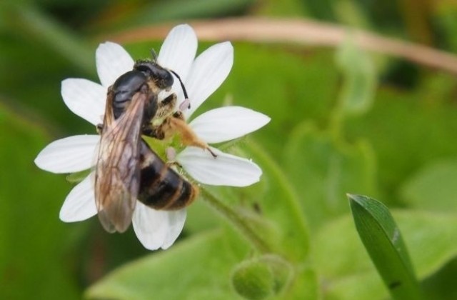 Студът обърка пчелите, може да няма достатъчно мед