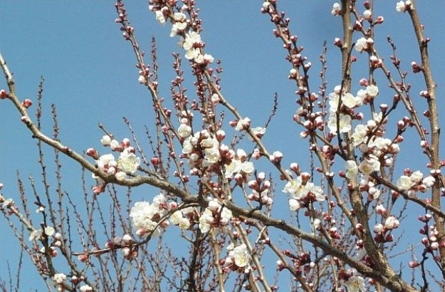 Ниските температури почти унищожиха черешите в Кюстендилско
