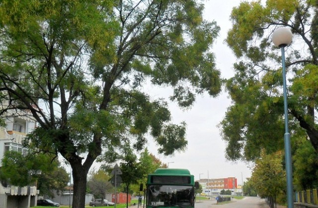 Спира се движението по ул. „Скопие“ за оформяне на дърветата
