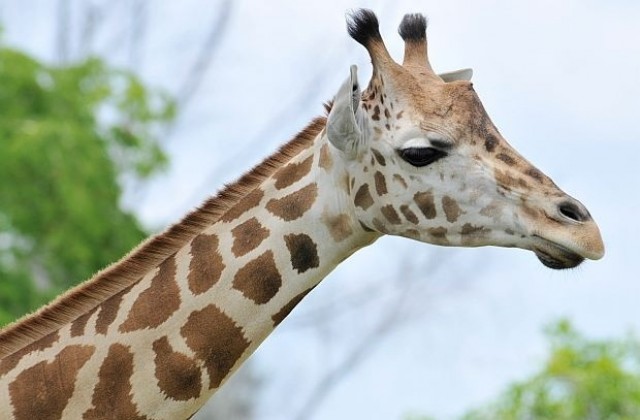 Защо жирафът е толкова висок?