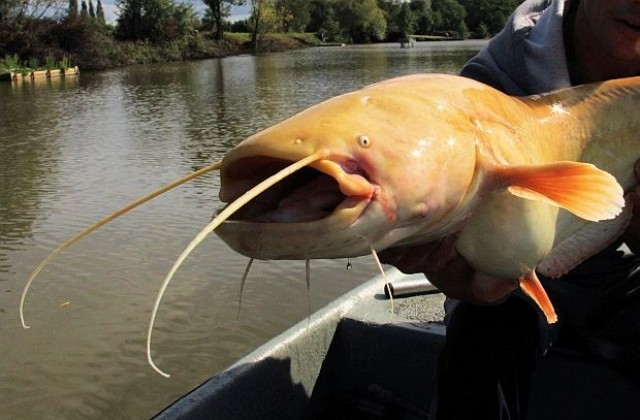 Канадец улови голяма риба албинос (СНИМКИ/ВИДЕО)