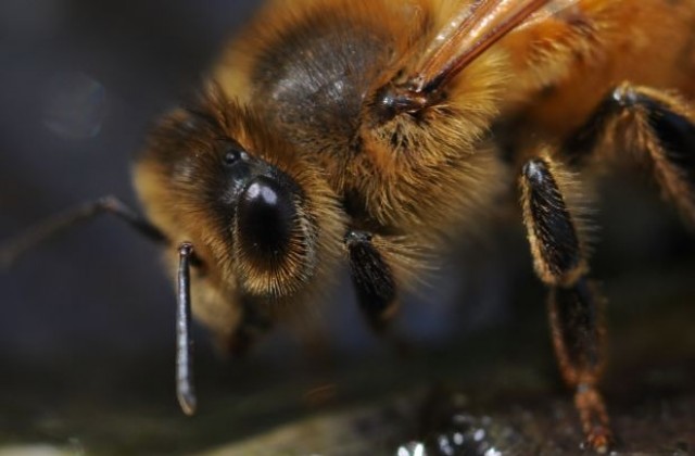 20 000 пчели преследваха колата на баба с дни заради кралицата си (ВИДЕО)