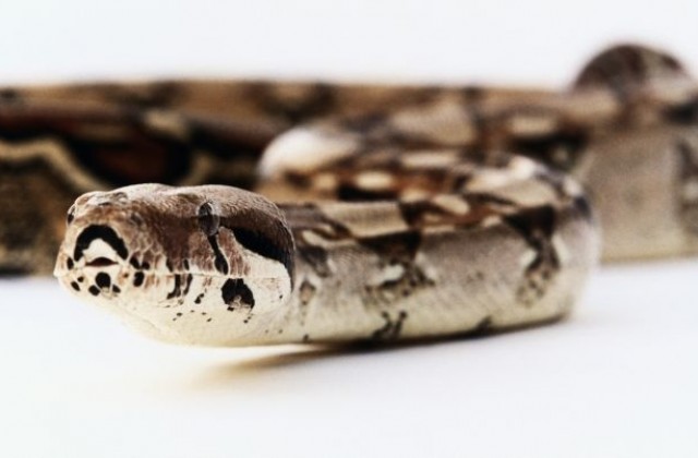 Откриха нов вид змия със сребърна кожа (СНИМКА)