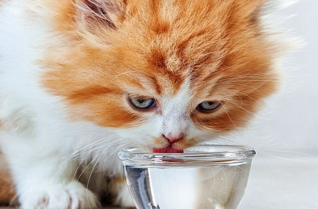 Разкриха защо котките подбутват паничката с вода, преди да пият