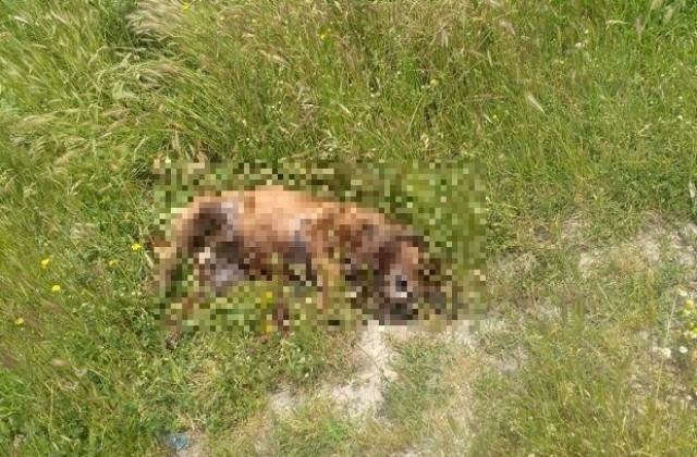 Отровени кучета стреснаха жителите на Баничан