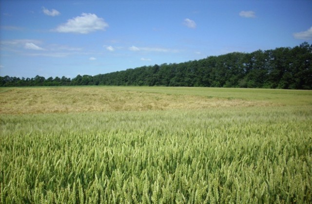 Очакват се до 700 кг. от декар пшеница при правилно изпълнени агротехнически дейности