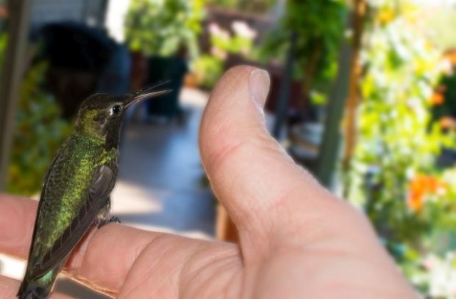 Сляп по рождение мъж може да идентифицира 3000 птичи песни