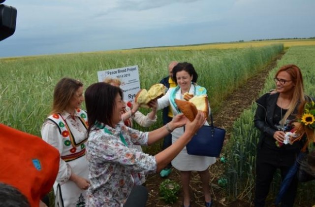 Министър Танева ще жъне в Бургаско