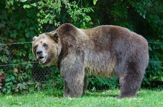 Няма да отстрелват мечката, нападнала мъж в Смолянско