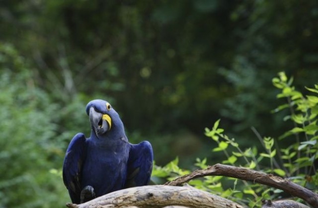 Папагал, смятан за изчезнал преди близо 16 години, е бил забелязан в Бразилия