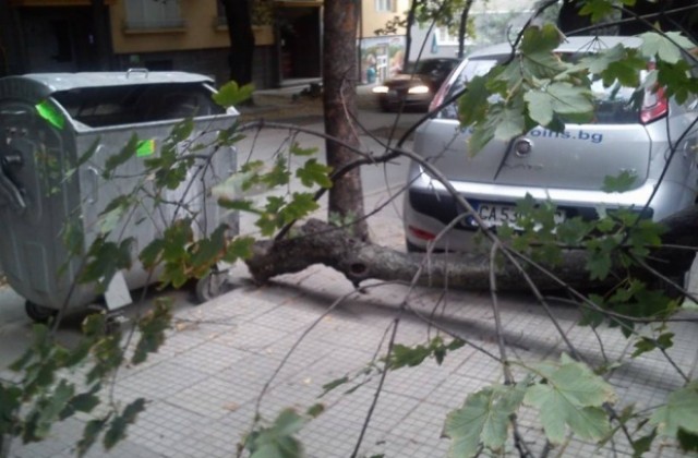 Клон падна върху автомобил в Пазарджик