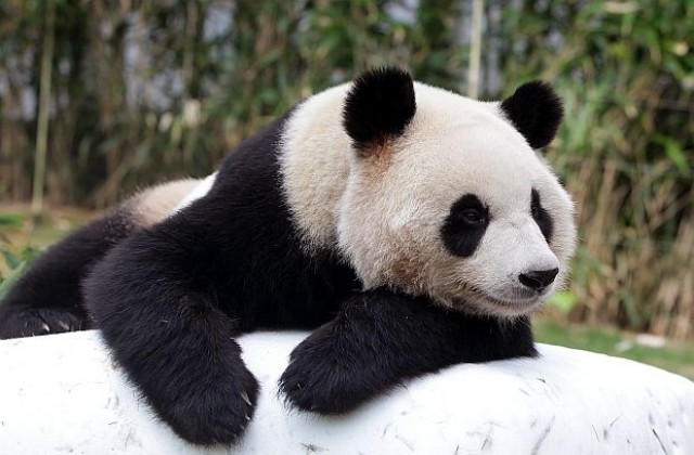 Гигантската панда Син Син роди близначета (СНИМКИ/ВИДЕО)