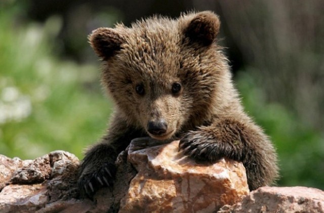 Родопско село с открито писмо: Спасете ни от мечките, докато не е станала беля