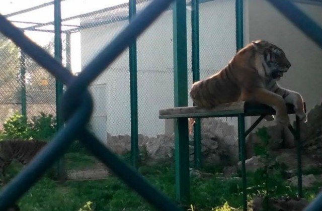Три тигърчета се родиха в пазарджишкия зоокът