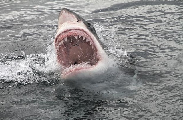 Южноафриканската голяма бяла акула изчезва