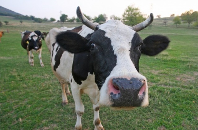 Съмнения за антракс по говедата в силистренската община Ситово