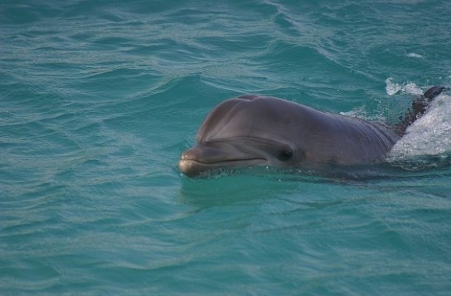 Военни взривове убили делфините?