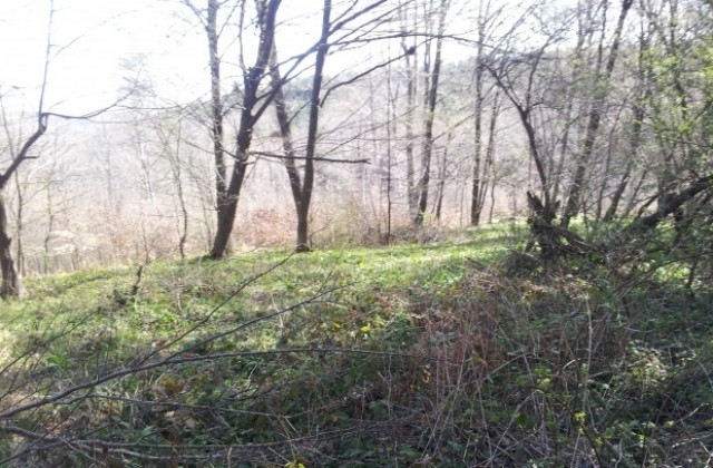 Наши горски почистиха част от бьлгаро-македонската граница от дървета и храсти
