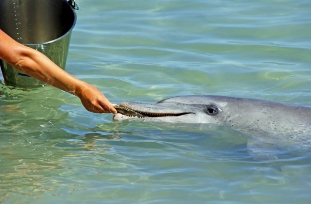 Държавата пас за смъртта на делфините