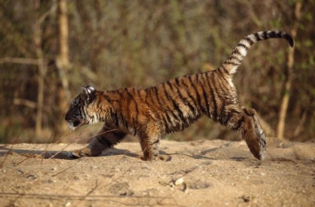 Бенгалски тигърчета се родиха в сръбски зоопарк