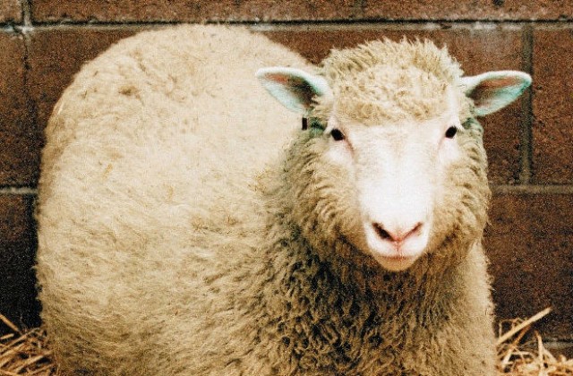 Наследничките на овцата Доли са в добро здраве