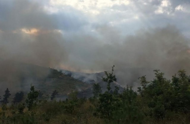 Голям пожар в Стара Загора изпепели 450 декара млади дървета